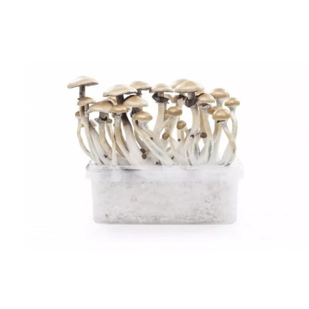 MYCELIUM GOLDEN TEACHER... - alt