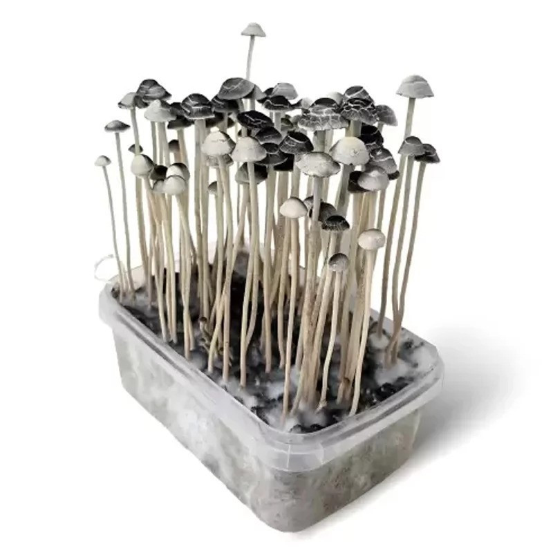 MYCELIUM COPELANDIA ZESTAW OBSERWACYJNY 1200 ML