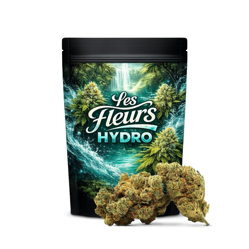 CHAMPAGNE HAZE 36% KWIAT THCA