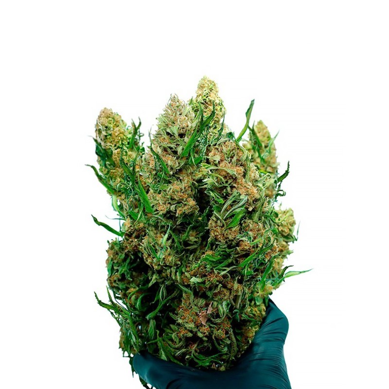 KWIAT CBD NA ŁODYDZE STRAWBERRY QUEEN
