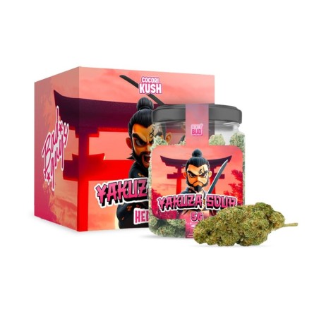 Yakuza Sour HEC-10: Mocny Kwiat o Kwasowych Smakach