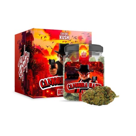 Camorra Haze HEC-10: Kwiat Premium o Cytrusowych Nutach